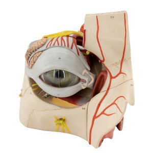 ORBIT TOPOGRAPHY (ENLARGED 5 TIMES)