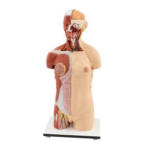 Muscular Torso With Head And Open Back (32 Pieces)