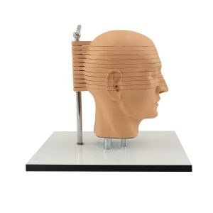 Sectional Head Anatomy Compatible With Mr Images