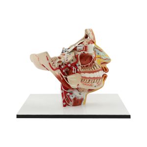 Facial Nerve And Vessels (Inner And Outer Structures)