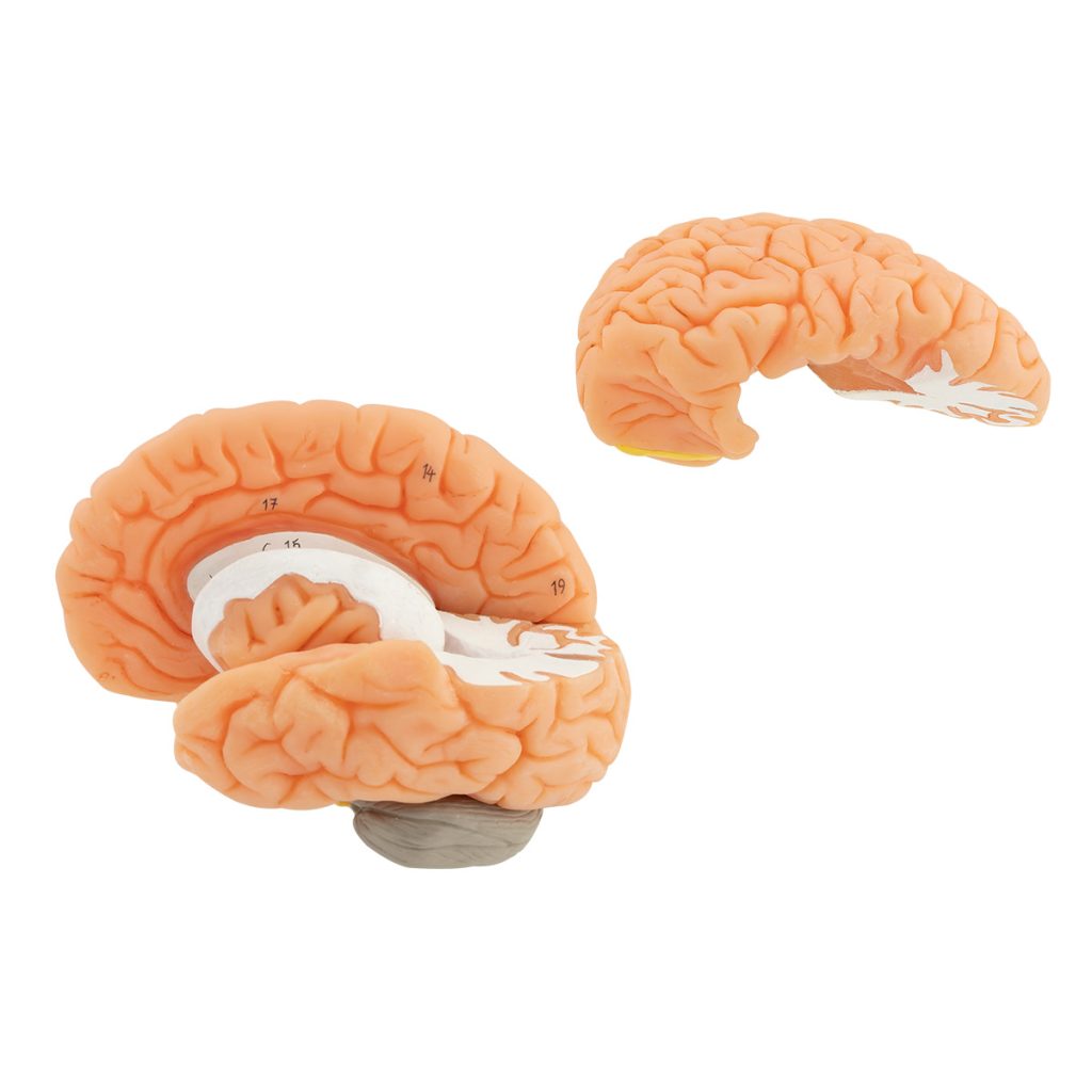 Brain - SIM-MOD