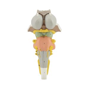Brainstem With Cranial Nerve Nuclei