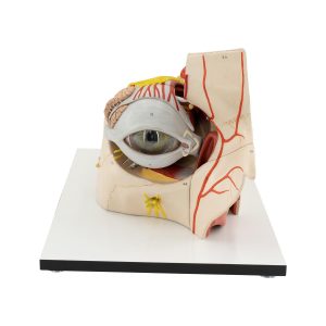 ORBIT TOPOGRAPHY (ENLARGED 5 TIMES)