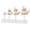 Dental Development Set