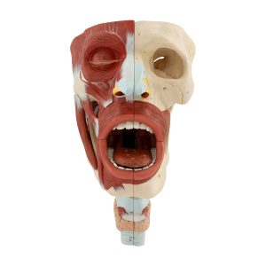 Nasal, Pharyngeal, and Oral Cavities With the Larynx