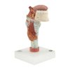 Larynx With Tongue (5 Pieces)