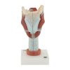 Larynx