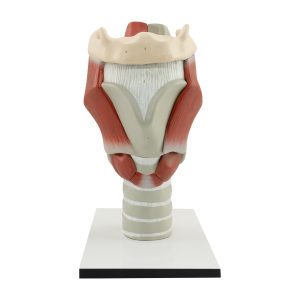 Larynx (Enlarged - 11 Pieces)