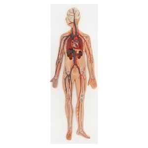 Circulatory System