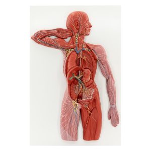 lymphatic system