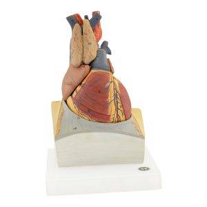 heart on diaphragm base