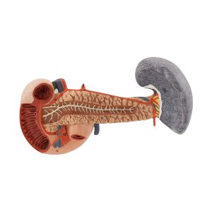 pancreas with spleen and duodenum