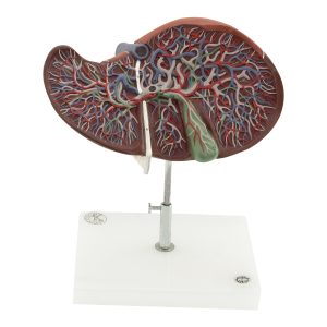 liver and gallbladder