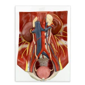 urinary organs