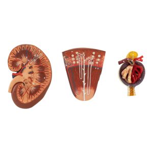 kidney, nephron and glomerulus