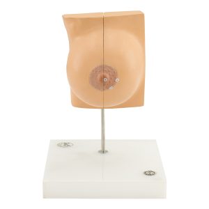 mammary gland in resting position