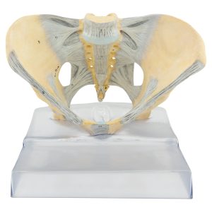 female pelvis with ligaments