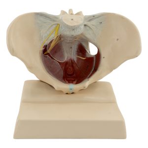 female pelvic floor