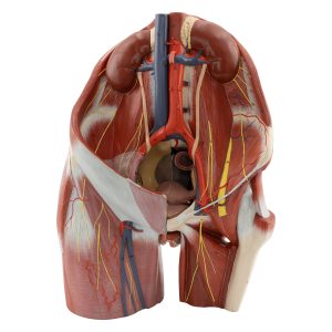 female pelvis and posterior abdomen wall