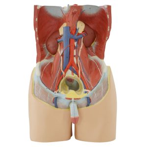 male pelvis and posterior abdomen wall