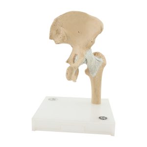 hip joint