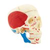human skull colored