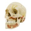 artificial skull (10 pieces)