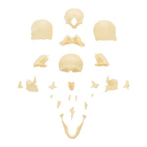 adult skull bones