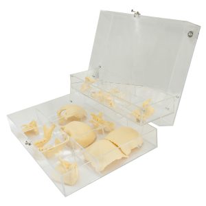 adult skull bones boxed