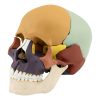 human skull colored