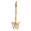vertebral column with pelvis and spinal nerves
