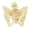 male pelvic skeleton