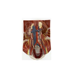 Urinary Organs
