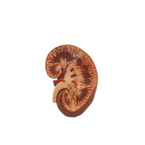 Right Kidney Section