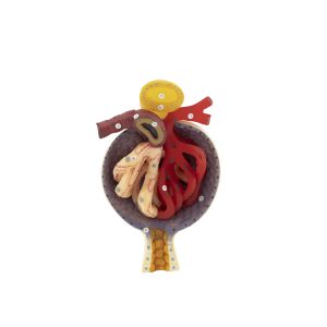 Glomerulus