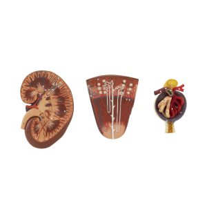 Kidney, Nephron And Glomerulus