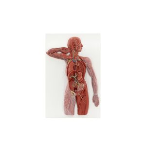 Lymphatic System