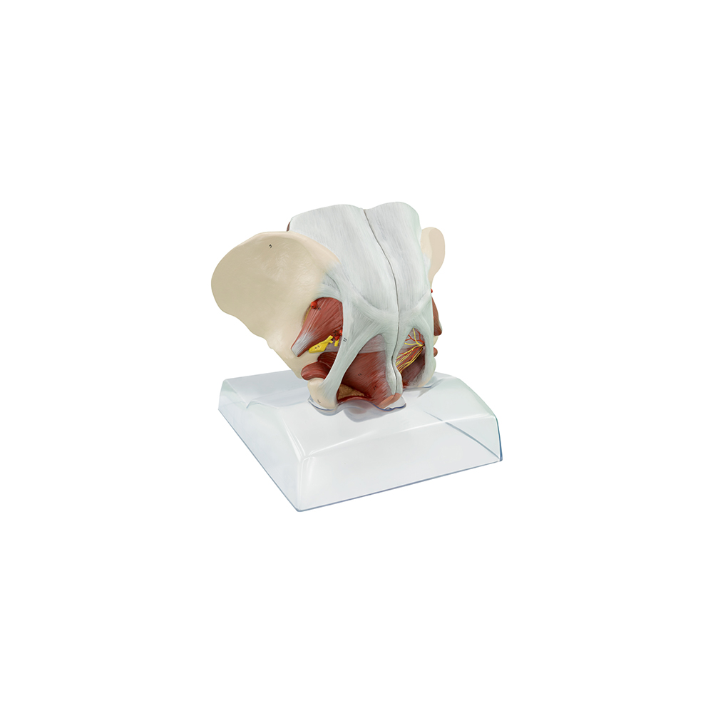 FEMALE PELVIS - SIM-MOD