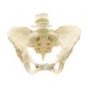 female pelvic skeleton