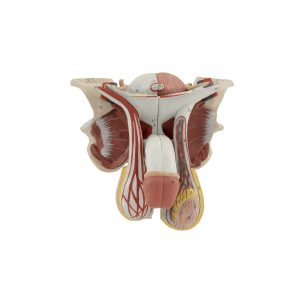MALE GENITAL ORGANS