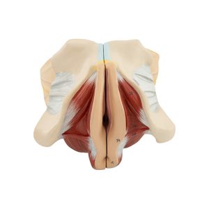 FEMALE GENITAL ORGANS