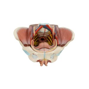 Female Pelvis