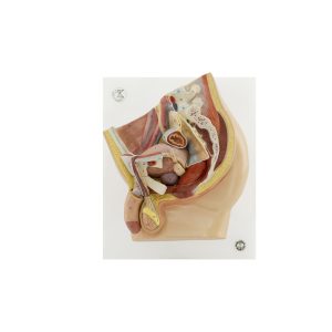 Male Pelvis Median Section