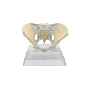 Female Pelvis With Ligaments