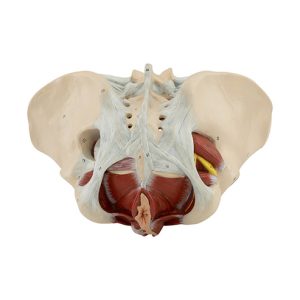 Female Pelvic Floor
