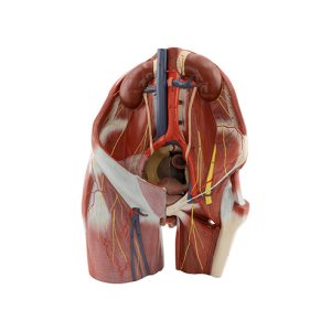 Female Pelvis And Posterior Abdomen Wall