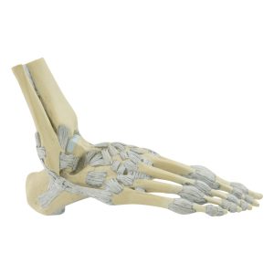 Ankle Joints With Ligaments