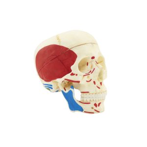Artificial Human Skull