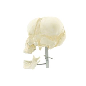 Adult Cranial Bones