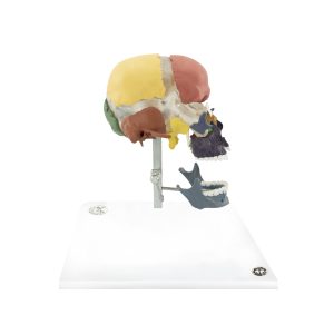 Adult Cranial Bones (Colored)